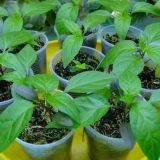 Kako ubrzati rast rasada paradajza i paprike